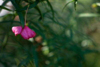 Euonymus nanus 'Turkestanicus' - brslen nízký - květ